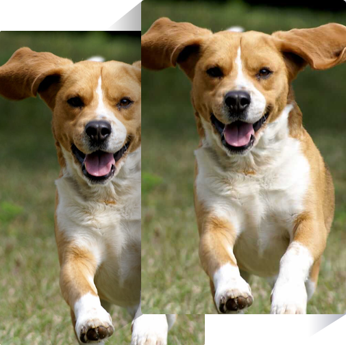 Dog photo compressed by image compressor