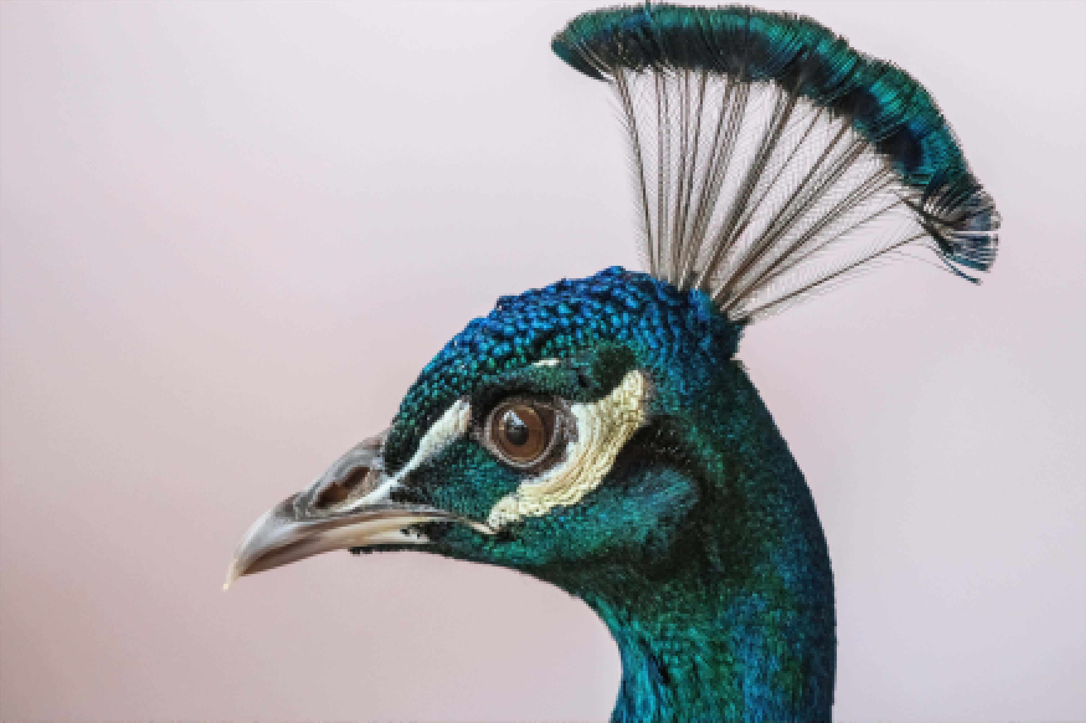 Low-resolution peacock